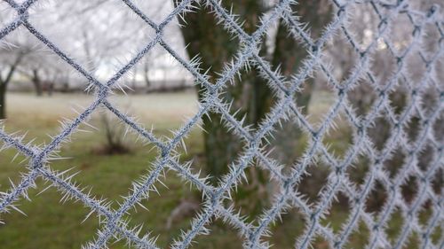 Full frame shot of plants during winter
