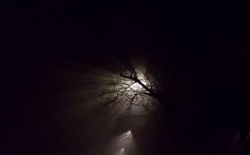 Silhouette bare tree against sky at night