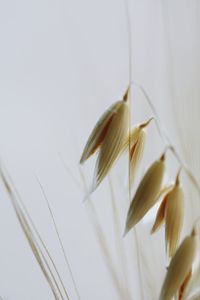 Close-up of white flowering plant against wall