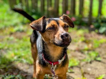 Portrait of dog looking away