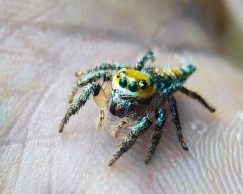 Close-up of spider