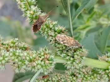 Close-up of butterfly pollinating on flower