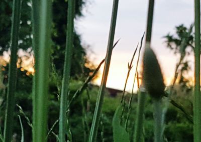 Close-up of grass growing on field
