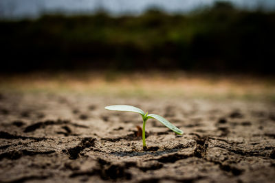 Close-up of plant growing on field