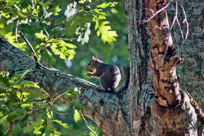 Squirrel on tree trunk