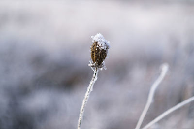 Close-up of frozen plant