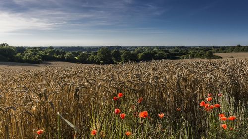 Scenic view of field against sky