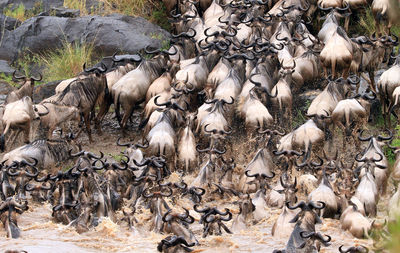 Herd of animals in water