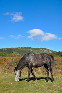 Horse on a field