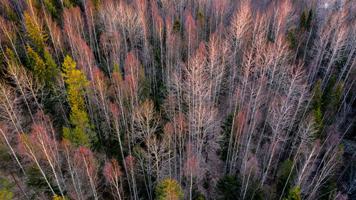 Pine trees in forest during autumn