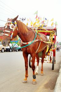 Close-up of horse