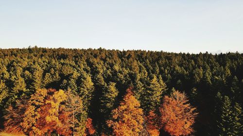 Scenic view of forest against clear sky