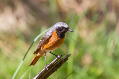 Redstart in a clearing in the forest