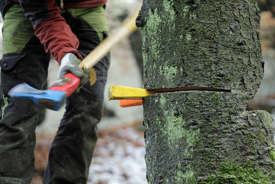 Tree felling with chainsaw and wedges