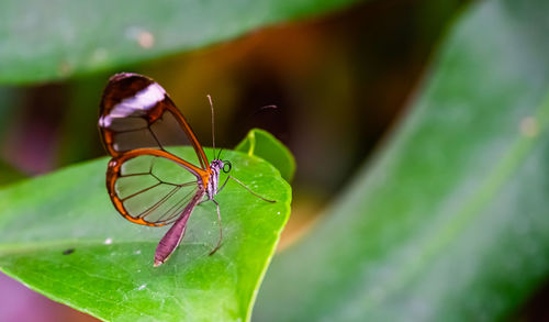 Close-up of butterfly on leaf