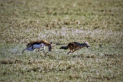 Side view of birds on field