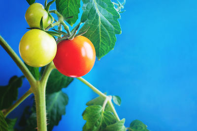 Low angle view of fruits on tree against blue sky