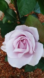 Close-up of pink rose