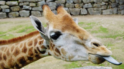 Close-up of a giraffe in zoo