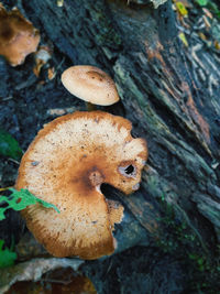 Close-up of mushrooms growing on tree trunk