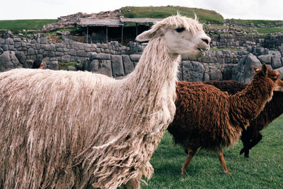 Sheep standing on field against sky