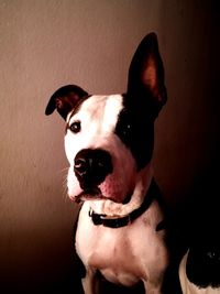 Portrait of dog sitting against wall at home