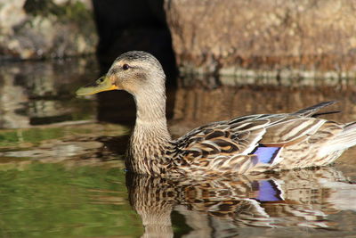 Close-up of mallard duck swimming in lake