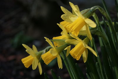 Close-up of yellow daffodil flowers