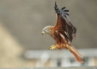 Close-up of eagle flying in mid-air