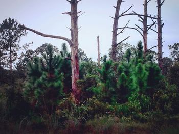 Trees growing against sky