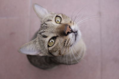 Close-up portrait of a cat