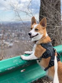 Curious corgi