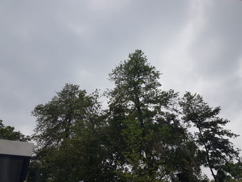 Low angle view of tree against sky