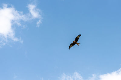 Low angle view of bird flying in sky