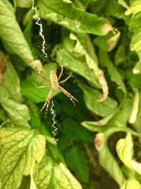 Close-up of spider on plant