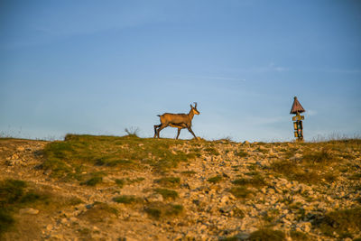 Goat standing on field against sky