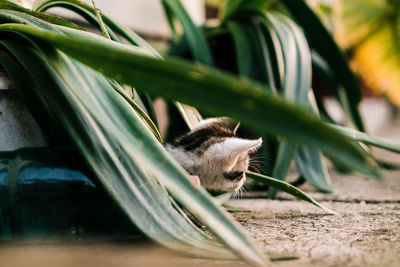 Close-up of kitten amidst plants