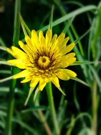 Close-up of yellow flower