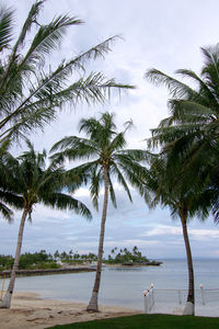 Palm trees on beach against sky