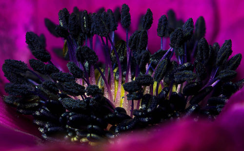 Close-up of purple flower