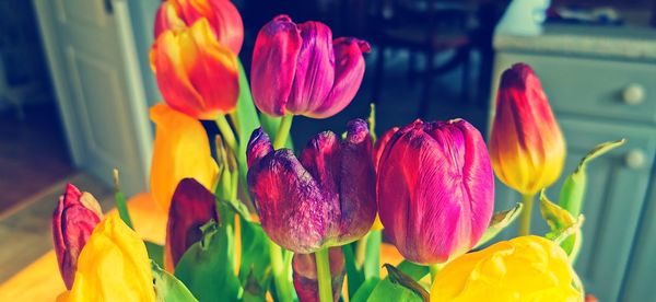 Close-up of purple tulips