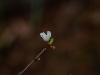 Close-up of white flowering plant