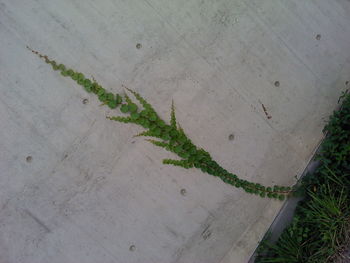 High angle view of ivy