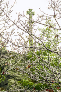 Low angle view of tree against sky