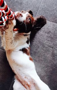 High angle view of dog relaxing on floor