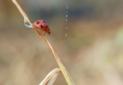 Close-up of ladybug on leaf