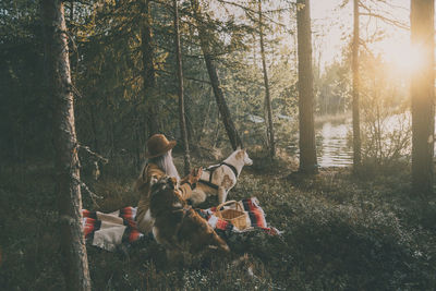 View of dog in forest