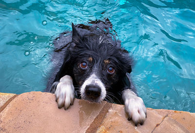 High angle view of dog in water