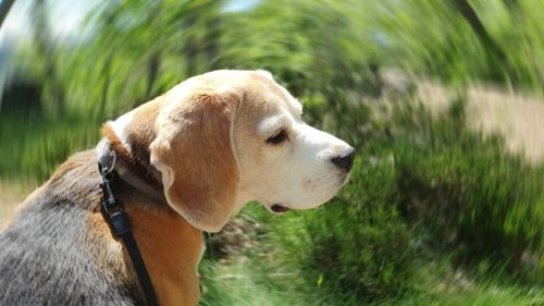 Close-up of dog looking away