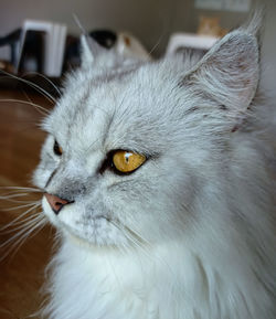 Close-up of cat looking away